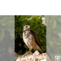 گونه پیغو Levant Sparrowhawk